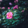 薔薇の季節