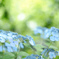 紫陽花ブルー