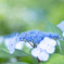 紫陽花ブルー