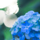 紫陽花1