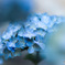 紫陽花2