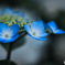 紫陽花3
