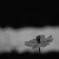 野の花の行方