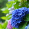 紫陽花