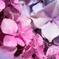 Pink Splash