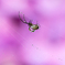 背中に紫陽花