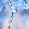 雪の花
