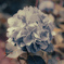 紫陽花（反転）