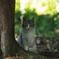 七匹のねこに取り囲まれてしまった