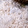 濡れた雪化粧