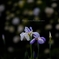 梅雨花の鬱鬱