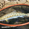 山女魚