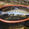山女魚