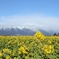 2月、菜の花