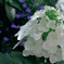 柏葉紫陽花