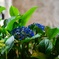 ガラスの紫陽花