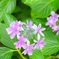 紫陽花
