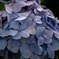 紫陽花