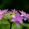 紫陽花