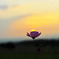 flower light