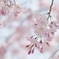 枝垂れ桜