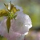 関山桜