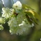 御衣黄桜