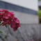 紫陽花