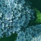 紫陽花