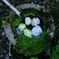 苔手水