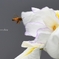 Flowers as if they were flying