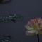 花　その186