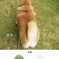 ガマと認識された愛犬(^.^)