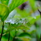 雨粒 