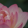 花　その187
