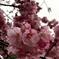 水滴がしたたる桜