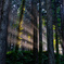 Forest light