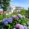 「花のみち」の紫陽花　Takarazuka Hydrangeas