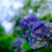 晴れ　紫陽花