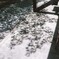週末の木漏れ日