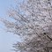 咲く、春。