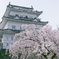 小田原城の春。