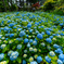 Hydrangea Temple