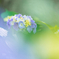 紫陽花