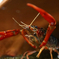 ザリガニ