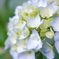 紫陽花✲*ﾟ
