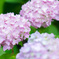 紫陽花⋆̩☂︎*̣̩