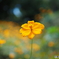 秋の花