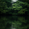 暗闇に映えるヤマボウシ