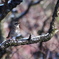 a bird